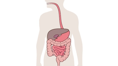 Układ pokarmowy<br/>- Anatomia i fizjologia