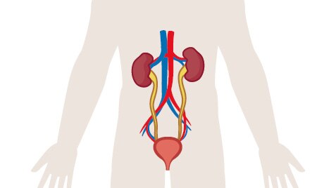 Układ moczowy<br/>- Anatomia i fizjologia